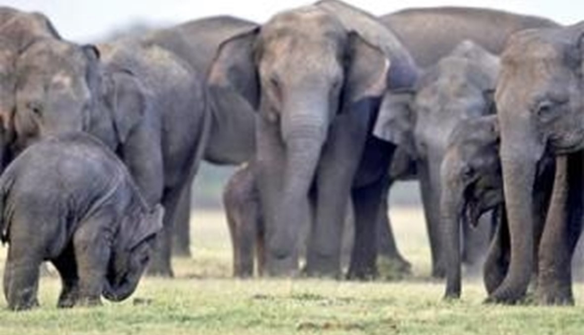 قطيع فيلة يسحق امرأة ويجرح 4 أشخاص في الهند <br>