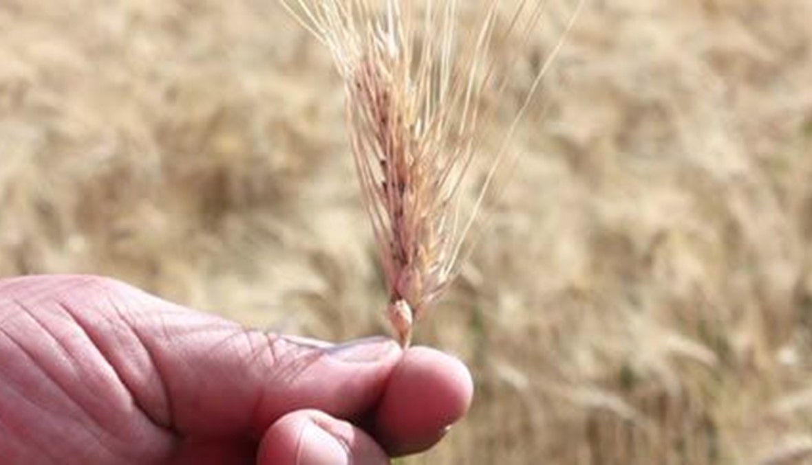 هذا ما يعيق إقرار قانون سلامة الغذاء