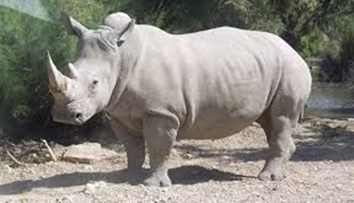 وحيد القرن البيضاء يتقلصون الى خمسة في العالم