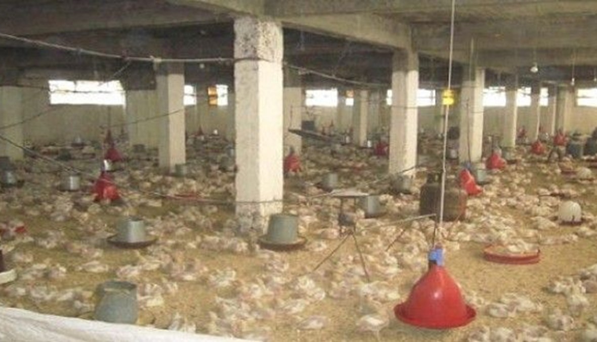 عاشر حالة وفاة بانفلونزا الطيور في مصر
