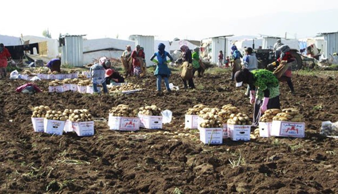 مزارعو البقاع ضد استيراد البطاطا: إنتاجنا المكدّس نحو 40 ألف طن