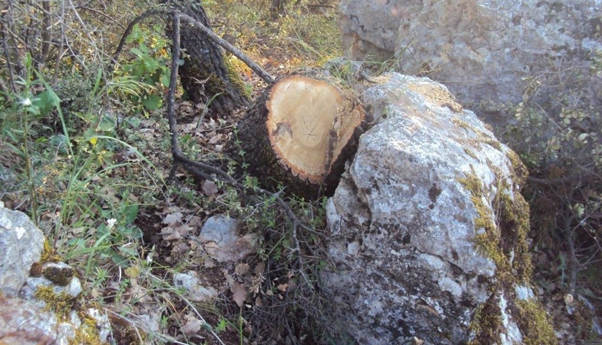 قطع أشجار ونفايات... وإصلاحات في وادي قنوبين المقدّس!