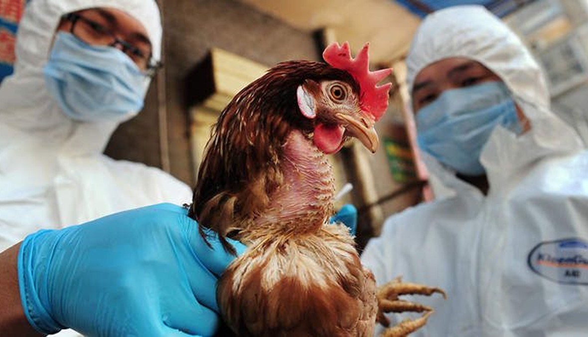 انفلونزا الطيور تنتشر في 11 ولاية نيجيرية