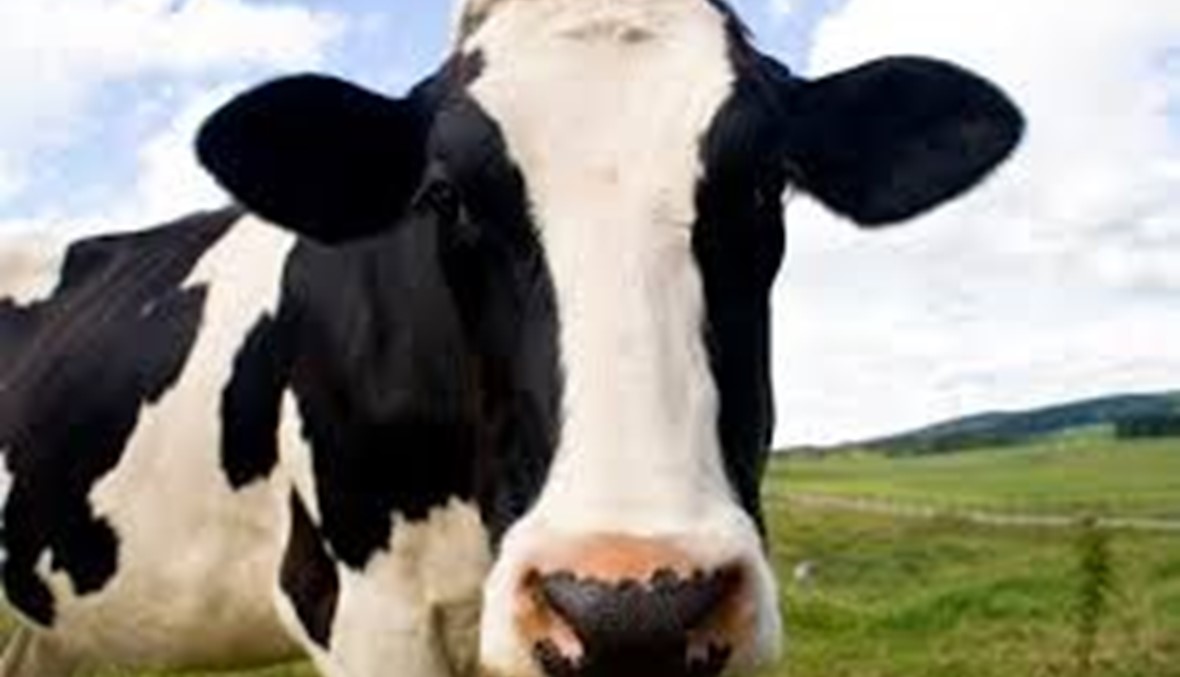 ضبط معلبات فاسدة وأبقار مريضة في مزرعة في بلدة الروضة البقاعية