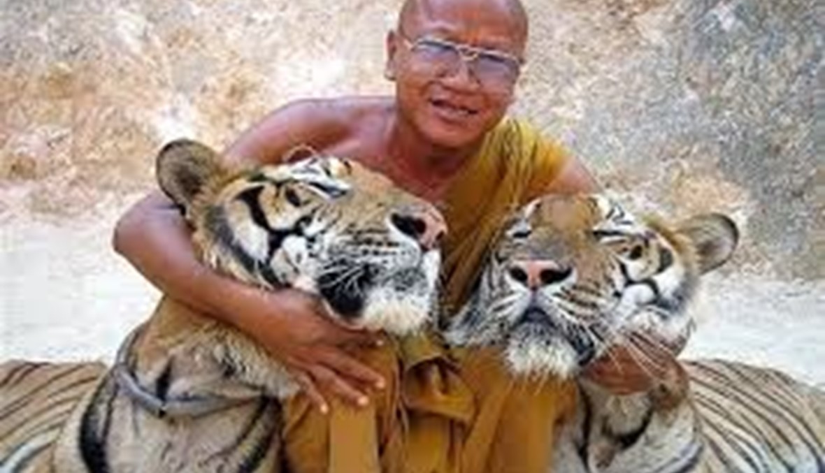 الـ"Selfie" مع النمور ممنوعة.. المعبد قيد التحقيق! - بالصور