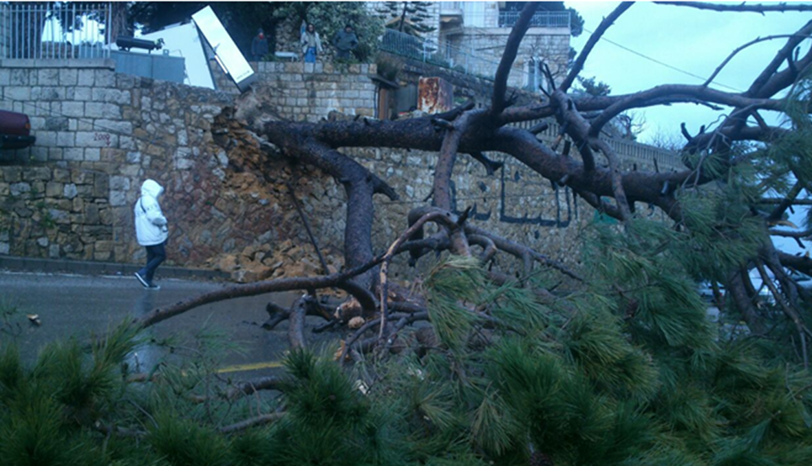 بالصورة: الرياح القوية تسقط شجرة ضخمة في عين علق!