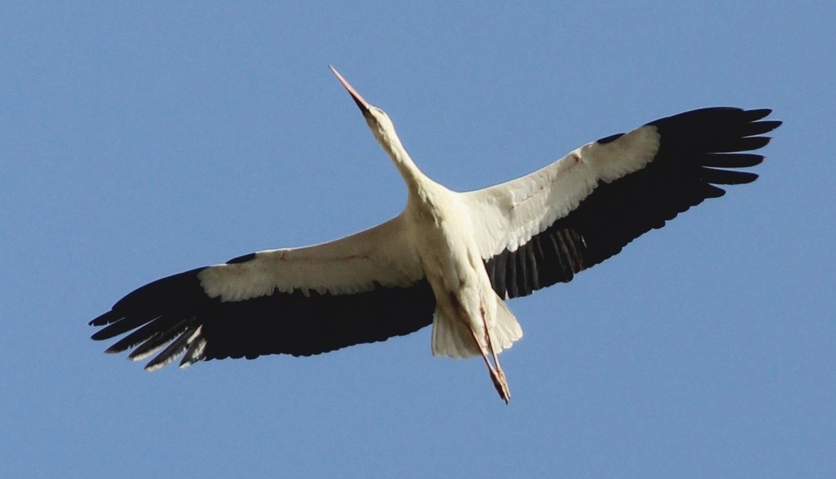 ما تبقى من طيور البجع  المهاجرة يستريح في بحيرات عكار