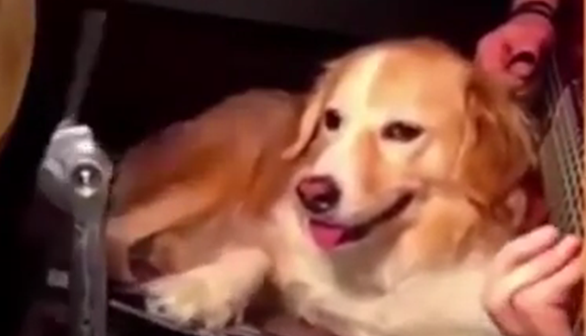 بالفيديو: من قال ان الكلاب لا تعزف على الدرامز؟