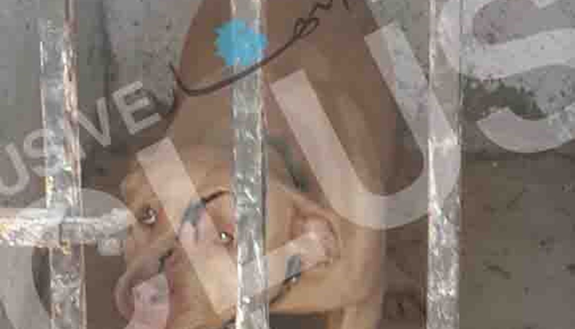 هذا هو الكلب الذي هاجم  مايكل