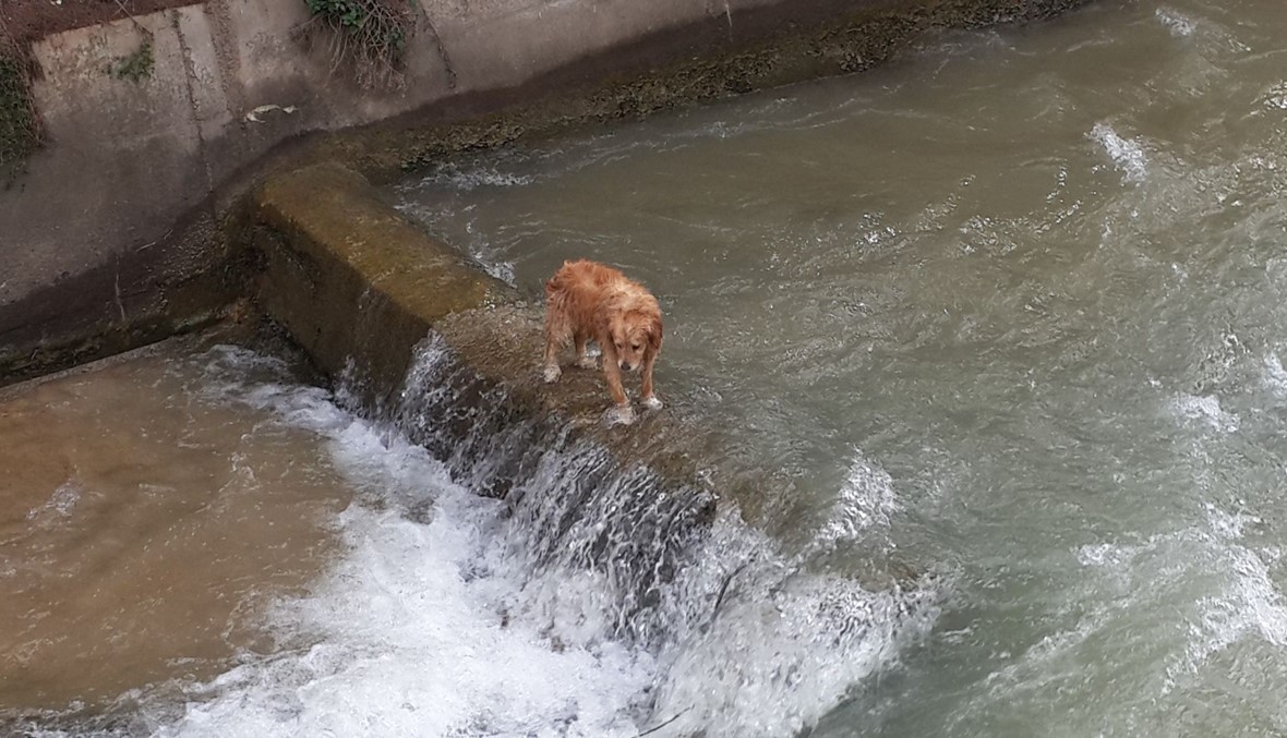 بالفيديو...هكذا انقذ ماكس من الغرق في مياه البردوني
