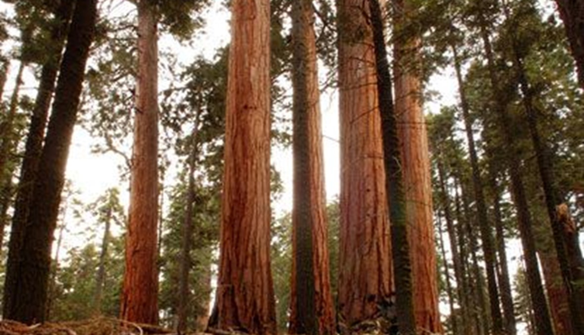 ملايين الأشجار تموت في كاليفورنيا