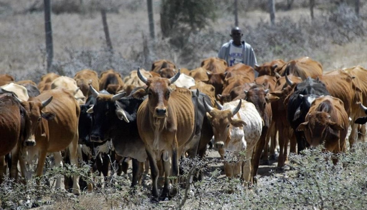 75 قتيلاً "بسبب الماشية" شمال كينيا