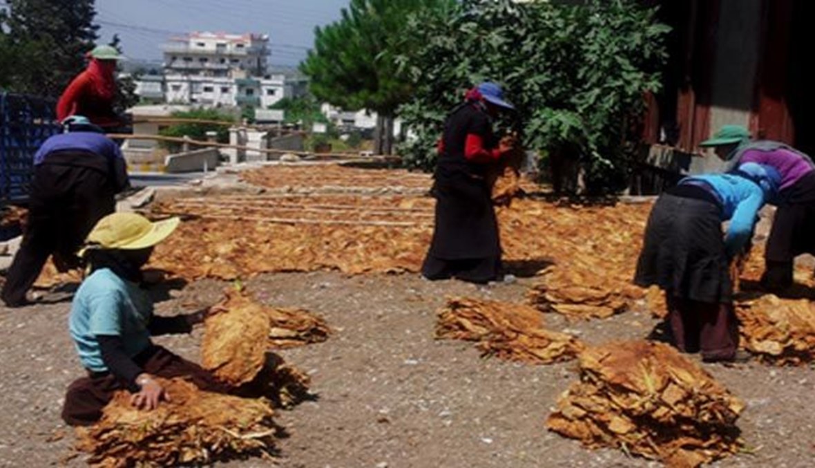 عائدات قطاع التبغ ناهزت 650 مليار ليرة عام 2014 سقلاوي لـ"النهار": تصنيع ماركات تبغ أجنبية في لبنان قريباً
