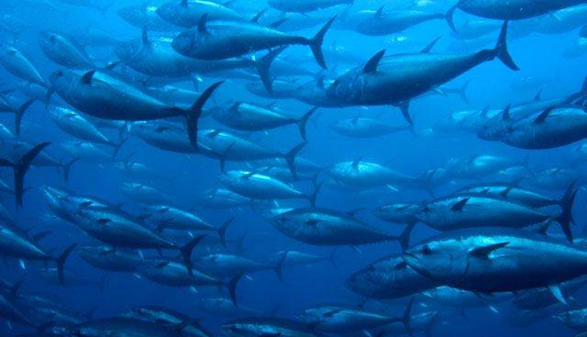 تاهوا في المحيط الهادئ قرابة الشهر... رصدوا سمك التونة فتم انقاذهم