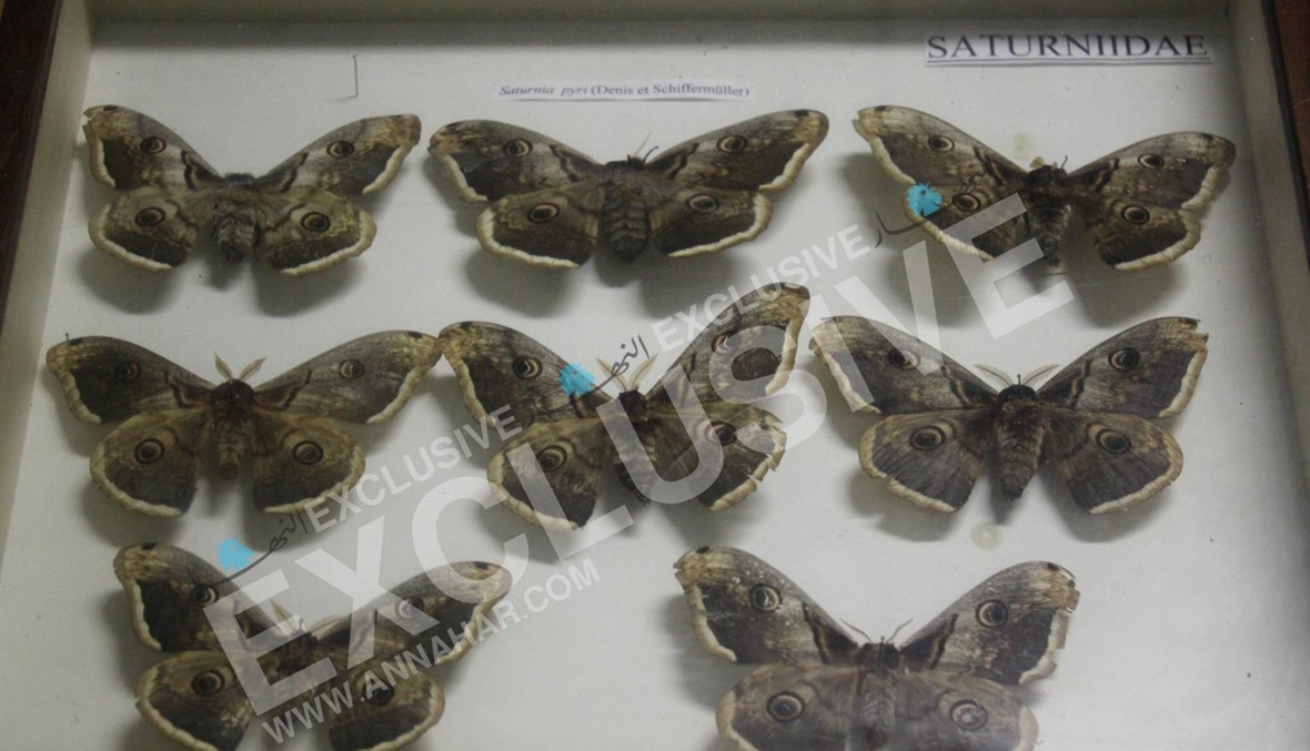 متحف التاريخ الطبيعي في الجامعة اللبنانية يفتقد الدعم الرسمي