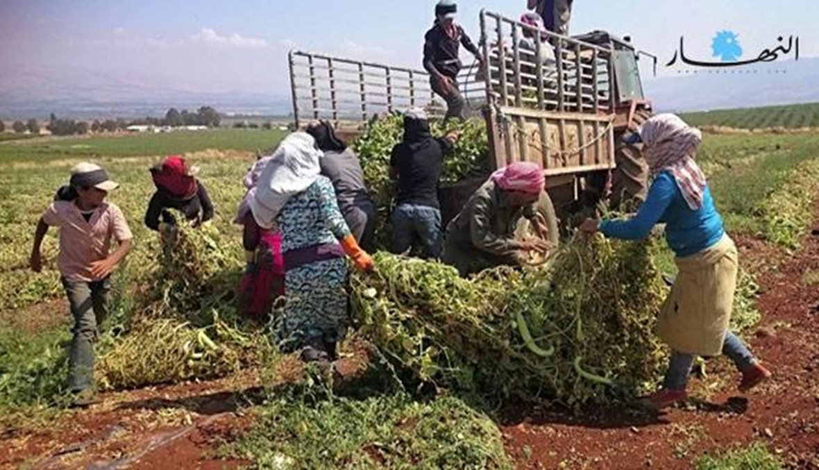مزارعو الوزاني يتلفون محاصيلهم الزراعية بسبب إغلاق المعابر وندرة العمال السوريين