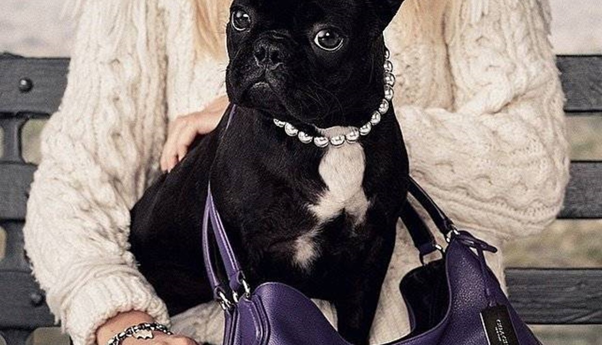 كلب ليدي غاغا في قلب عالم الأزياء