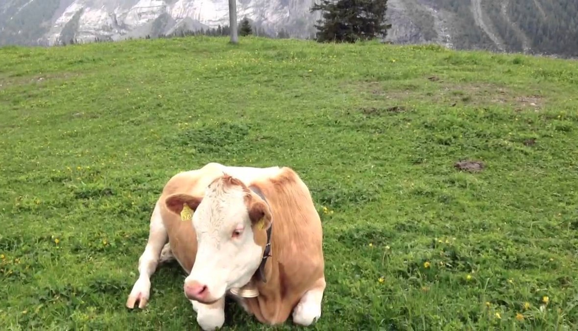 الجيش السويسري يهبّ لنجدة البقر من حرارة الطقس!
