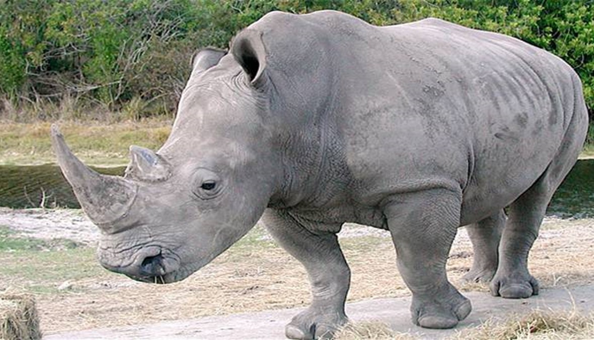 نقل وحيد القرن من جنوب افريقيا