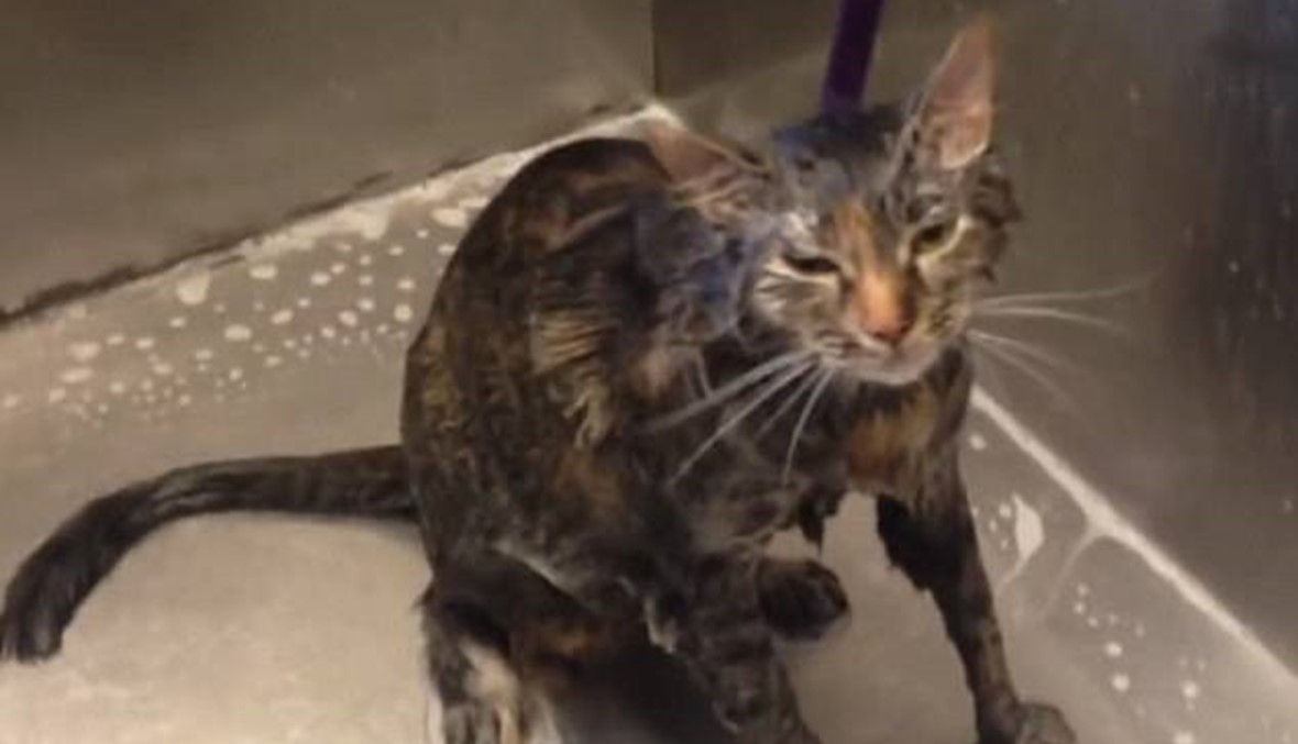 قطة تصرخ "كفى" للتخلص من الاستحمام (بالفيديو)