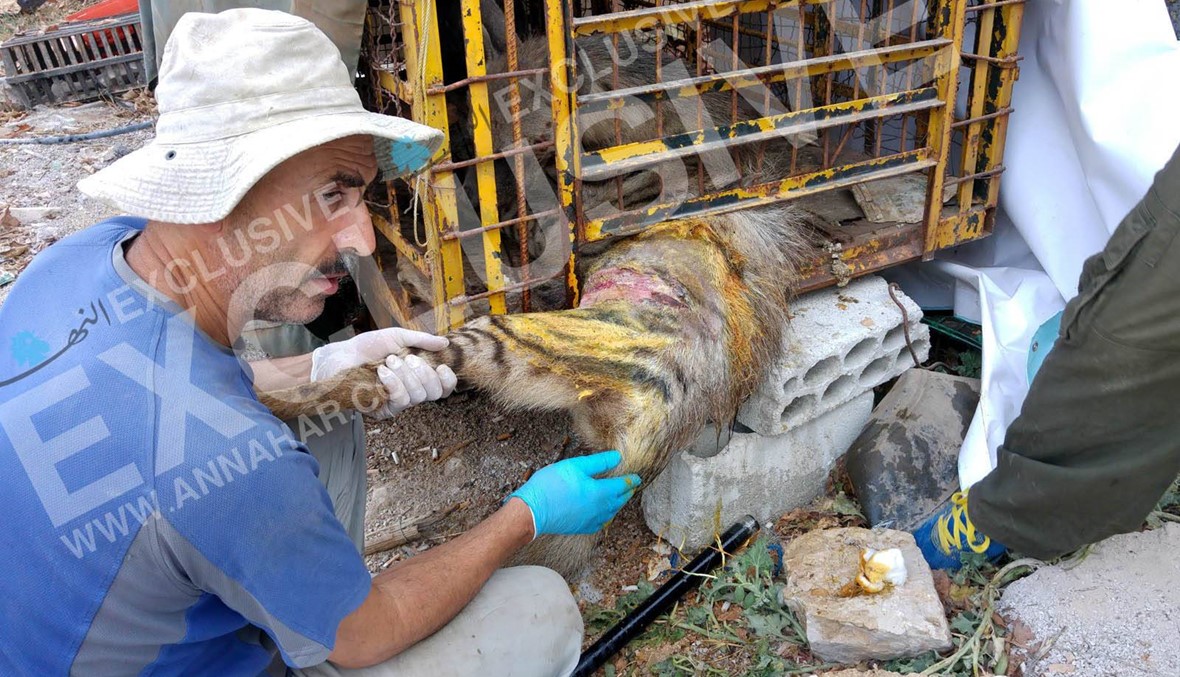 ما قصة الضبع بيلا ؟