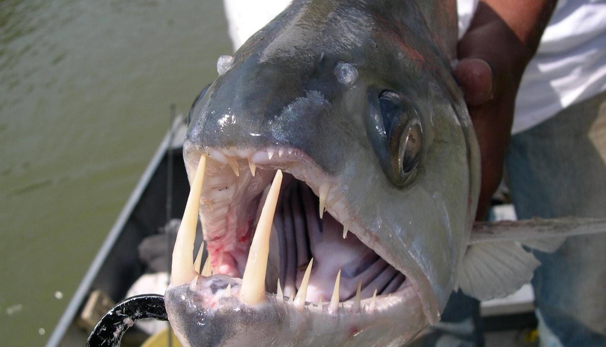 أسنان البشر أصلها... الأسماك