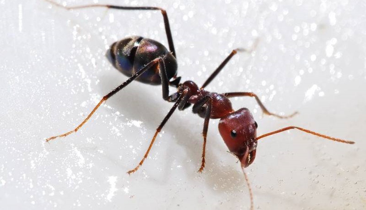 دراسة تكشف ان النملة حشرة كسولة!