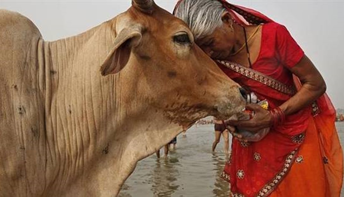 الهند... "على المسلمين التوقف عن أكل لحم البقر"
