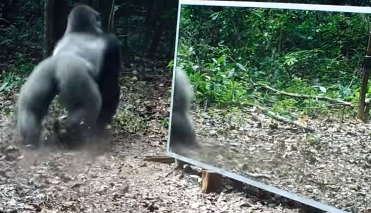 فيديو مضحك... المرآة تفقد صواب الحيوانات