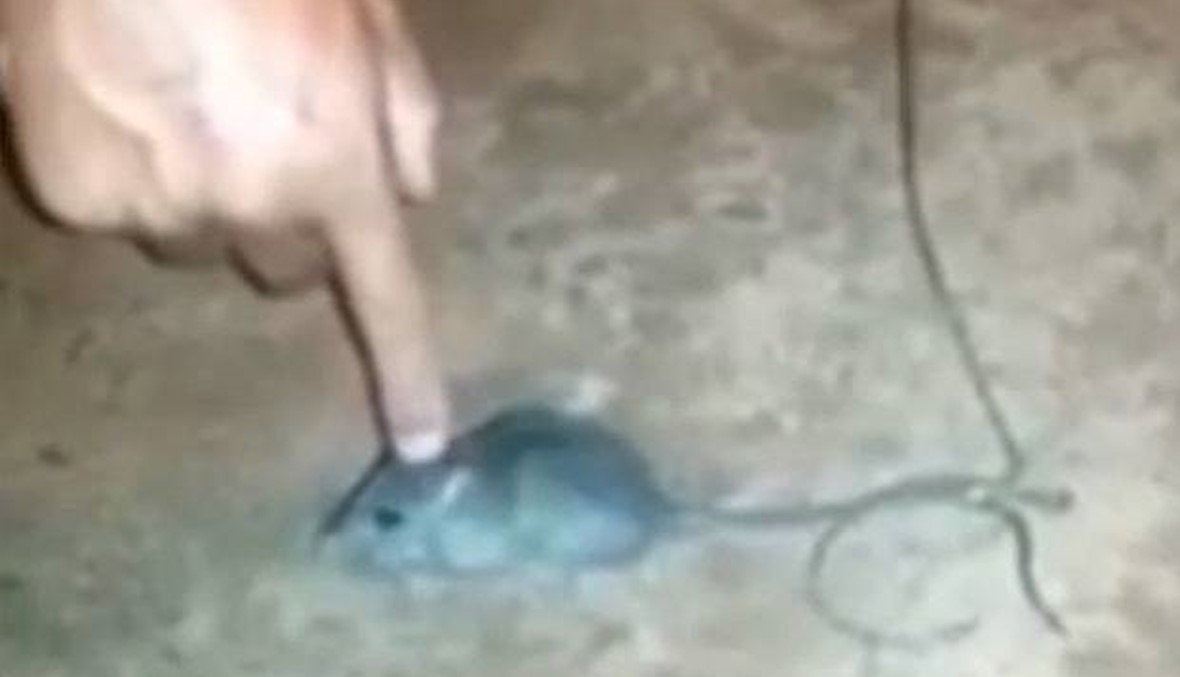 بالفيديو - فأرة تنقل المخدرات للسجناء؟!