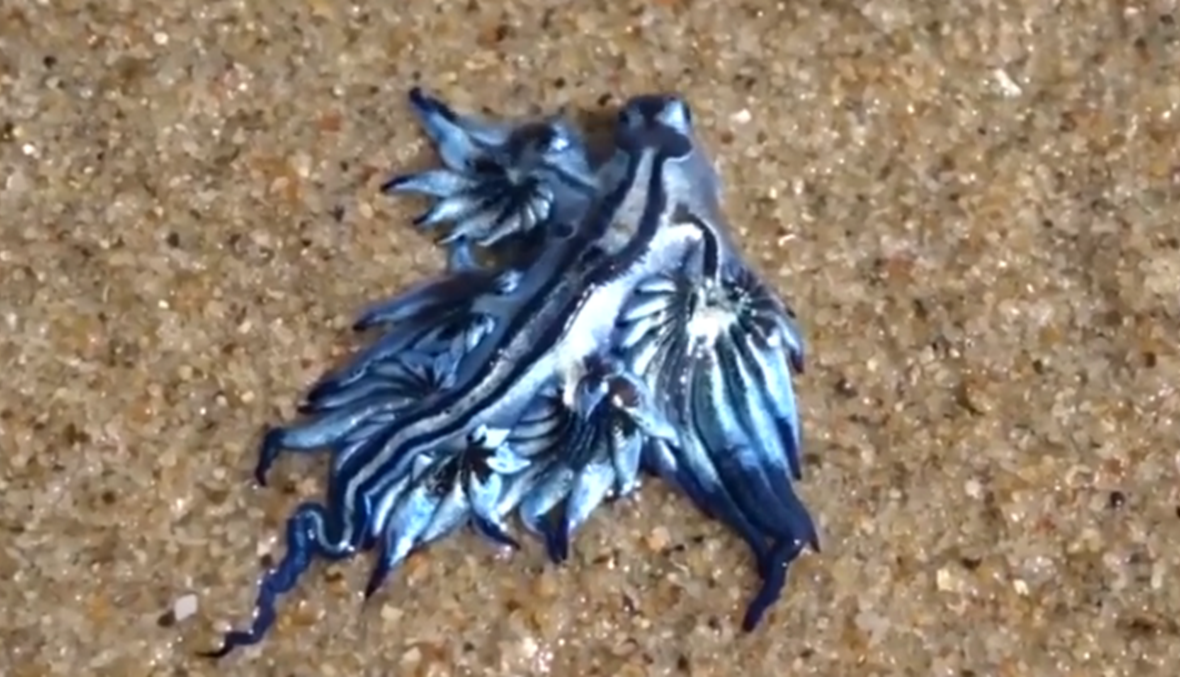 بالفيديو: "تنين أزرق" غامض يظهر على الشاطئ الأوسترالي