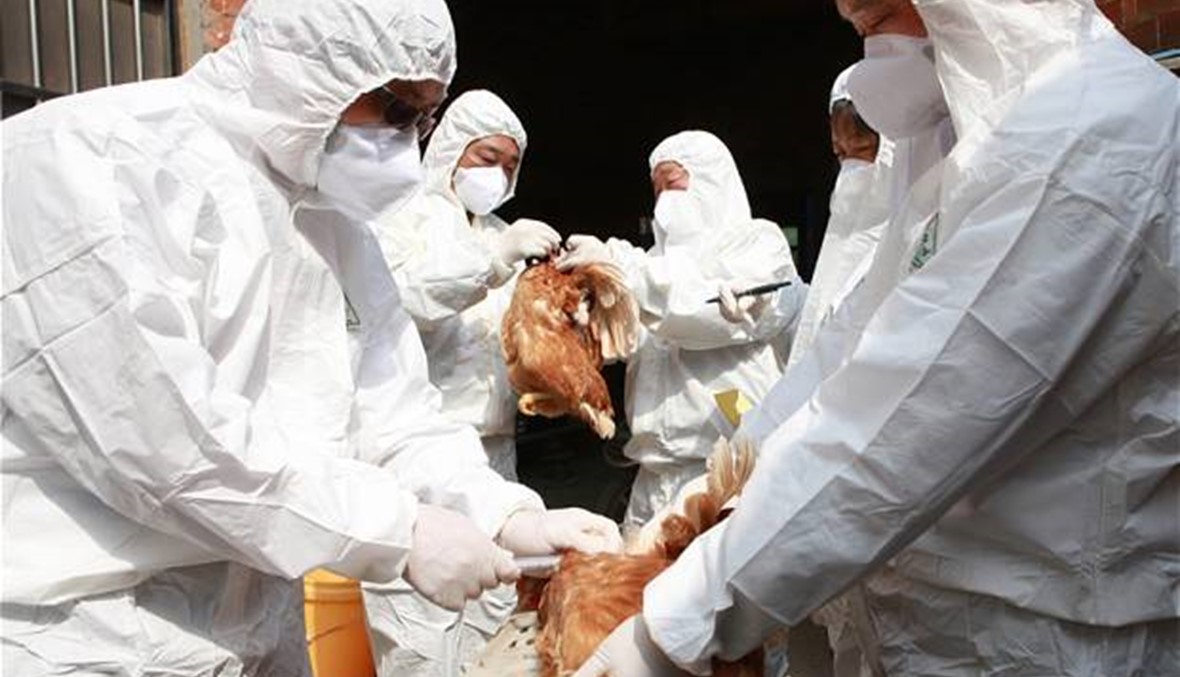 فرنسا تعلن ظهور إصابات بأنفلونزا الطيور في جنوب غرب البلاد