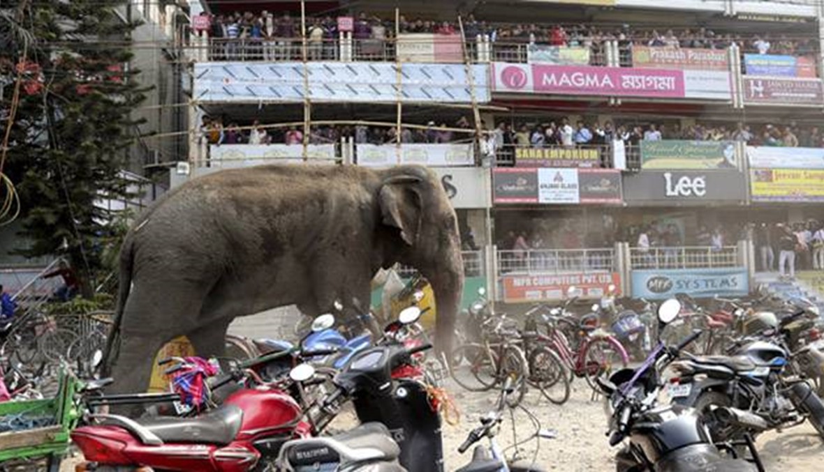 فيل يزرع الرعب والدمار في مدينة هندية