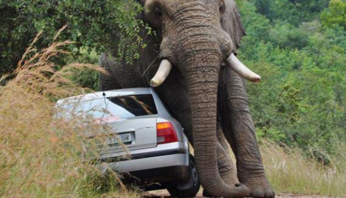 فيل غاضب يحطم 19 سيارة بعد خسارته معركة عاطفية للفوز بأنثى!