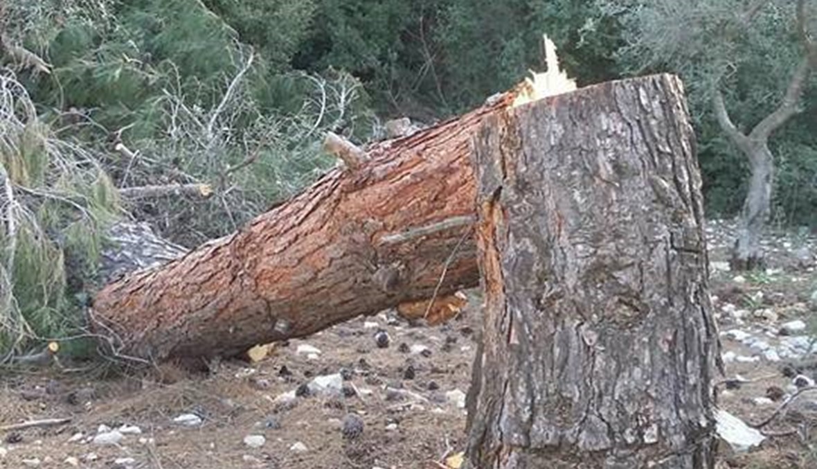 بالصور: مجزرة بييئة في أحراج كرم سدة قرحين... و"الضحايا" أكثر من 500 شجرة صنوبر