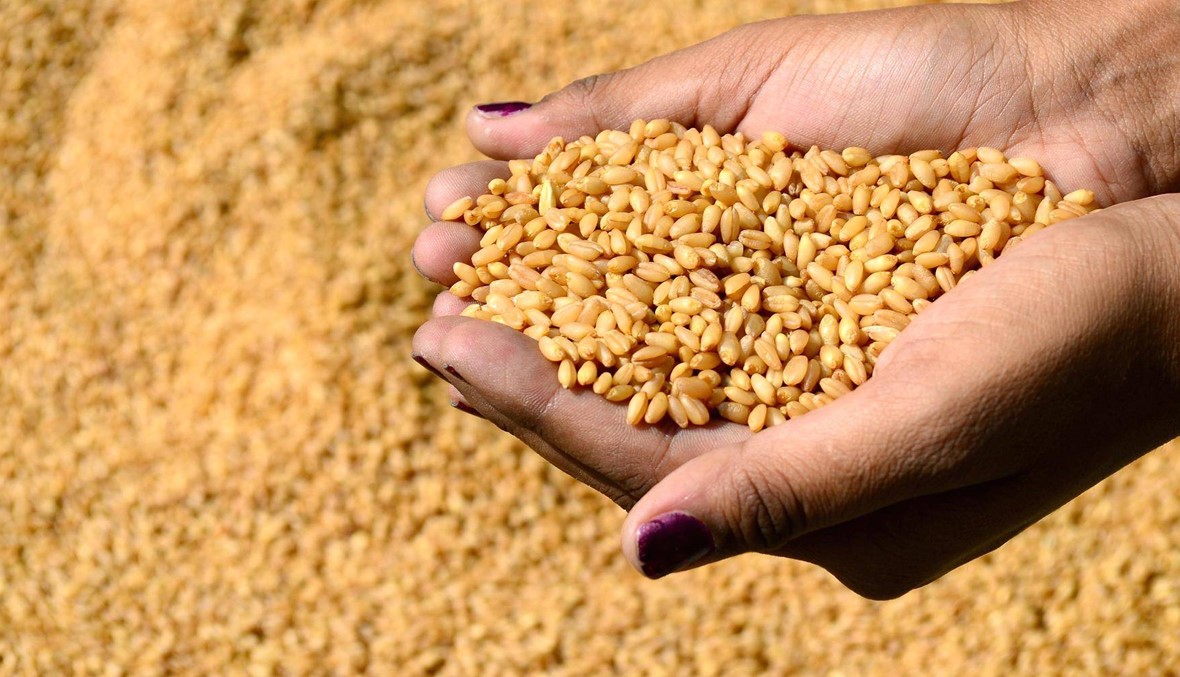 فضيحة جديدة كشفها أبو فاعور: مادة مسرطنة في القمح الموجود في السوق