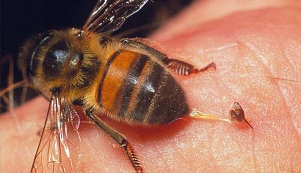 أول مصل لمعالجة لسعات النحل سيُجرب على البشر