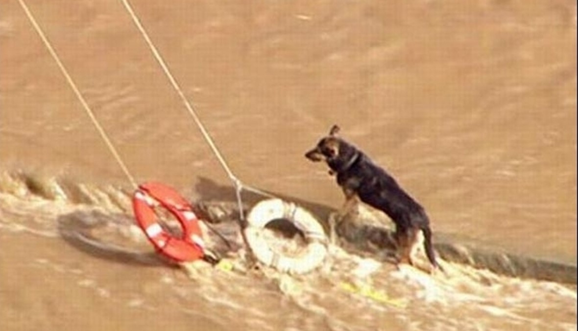 إنقاذ كلب علق في أنابيب مياه تحت الأرض 4 أيام 