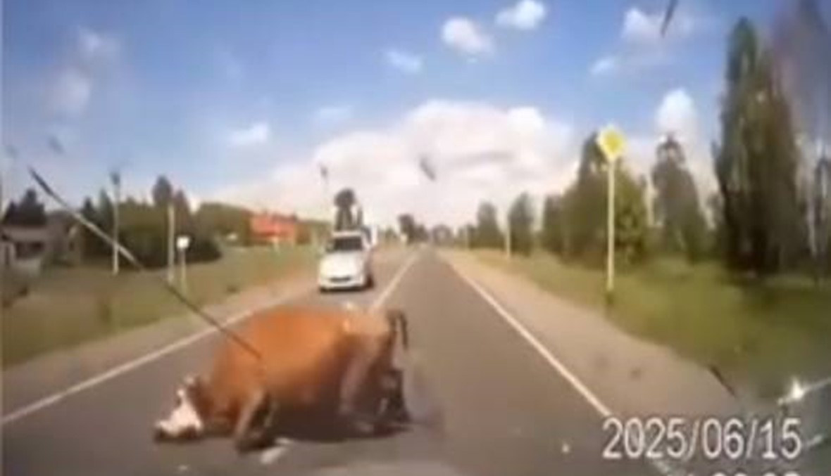 بالفيديو: سيارة تصطدم ببقرة... "وكأن شيئاً لم يكن"!