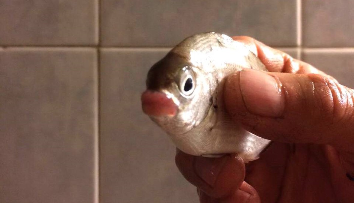 بالصور: العثور على سمكة سرغوس بـ "شفاه آدمية" في الجية