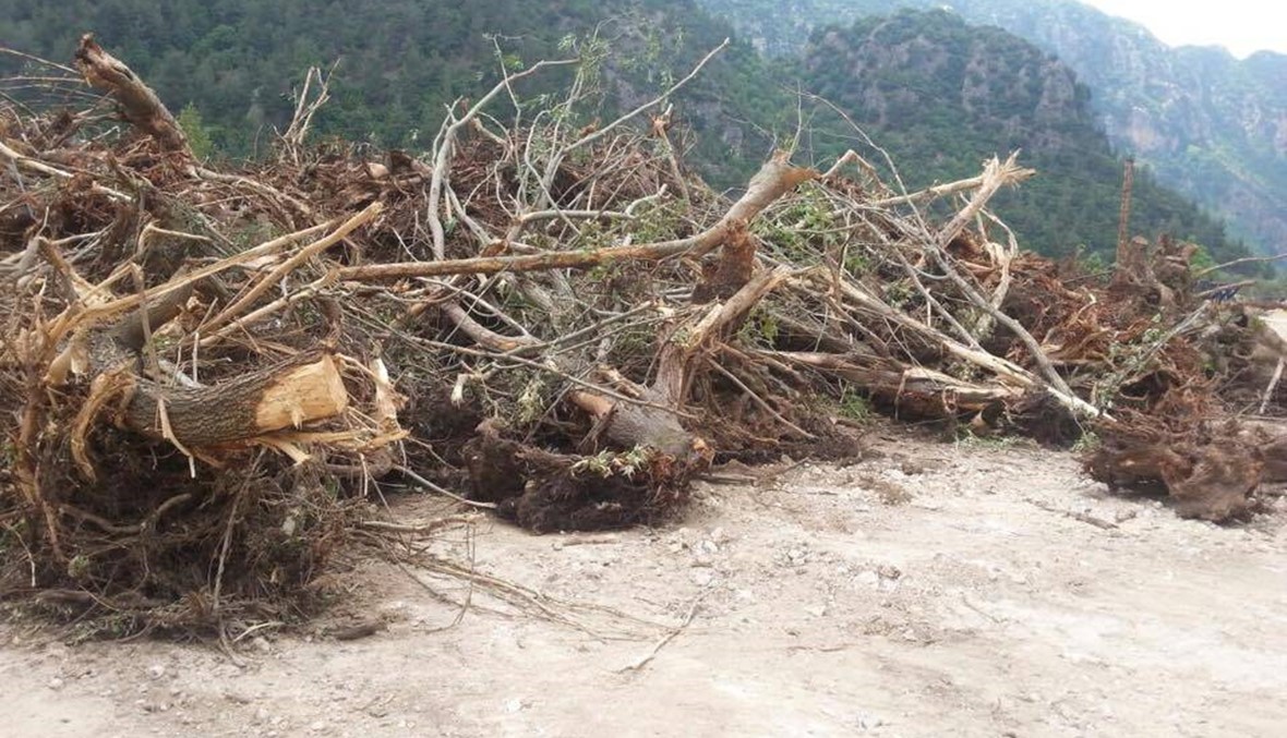 استنفار بيئي في مواجهة "سد جنة": لا تعدموا أشجارنا!