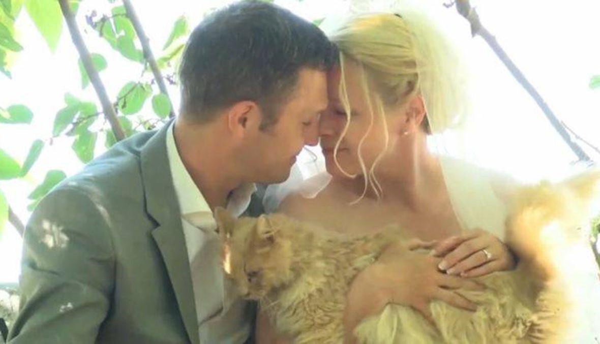بالفيديو - أضخم حفل زفاف... والمدعوون قطط؟!