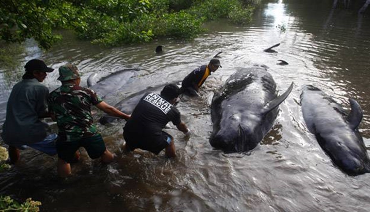 تحرير الحيتان على شواطئ إندونيسيا