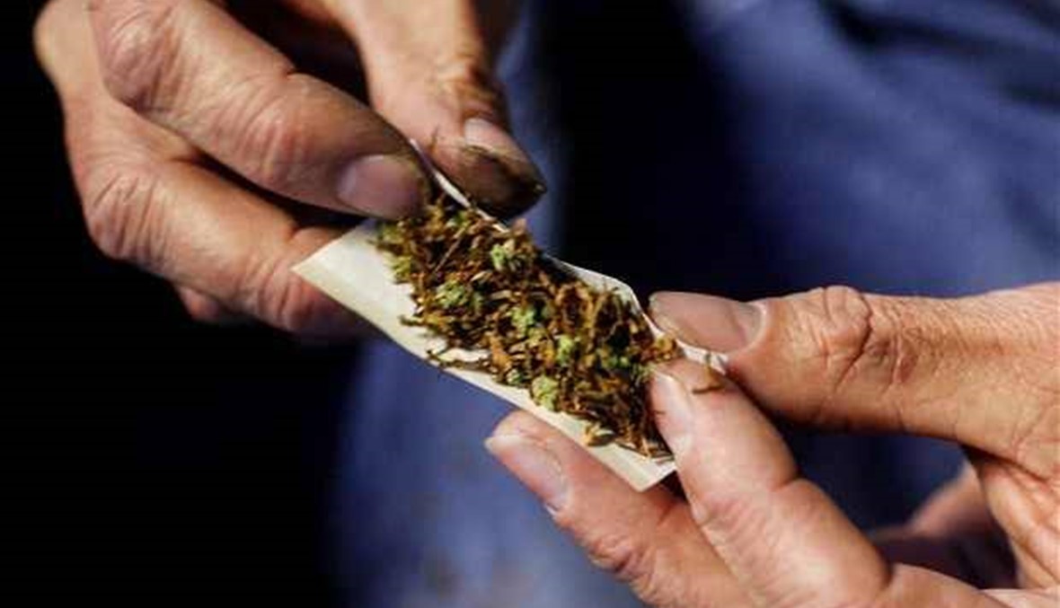كاليفورنيا تستعد للتصويت في استفتاء على تشريع استخدام الماريجوانا
