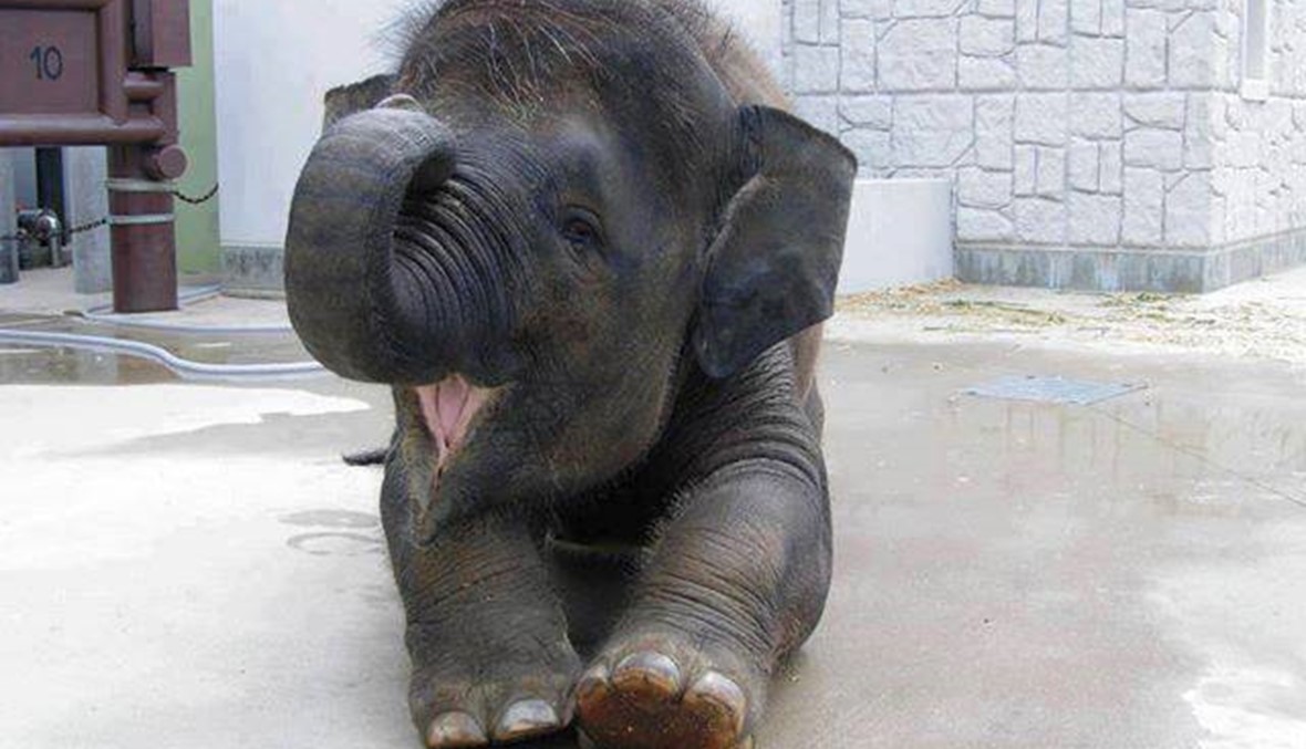فيل صغير يرفض الابتعاد عن أمه النافقة