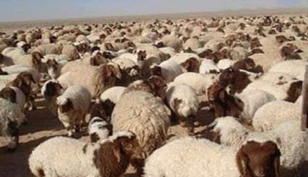 120 رأس ماشية نفقت في خراج القاع... والتحقيات جارية