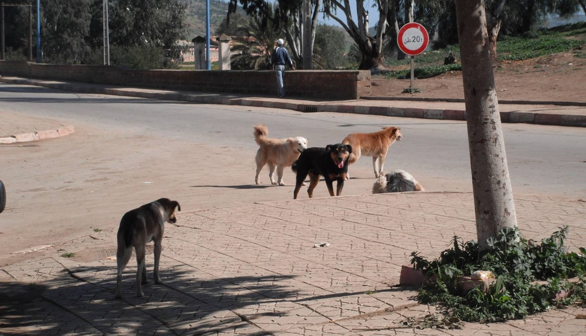 مهمة غير معتادة لدكتور فلسطيني: رعاية الكلاب الضالة في غزة