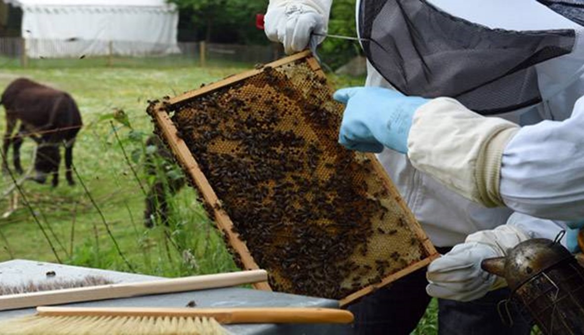 "النحل حارس البيئة": تربيته تلقى رواجاً متزايداً في فرنسا