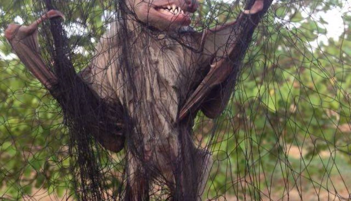 بالصور: خفاش عملاق في رأس بعلبك... هذا مصيره!
