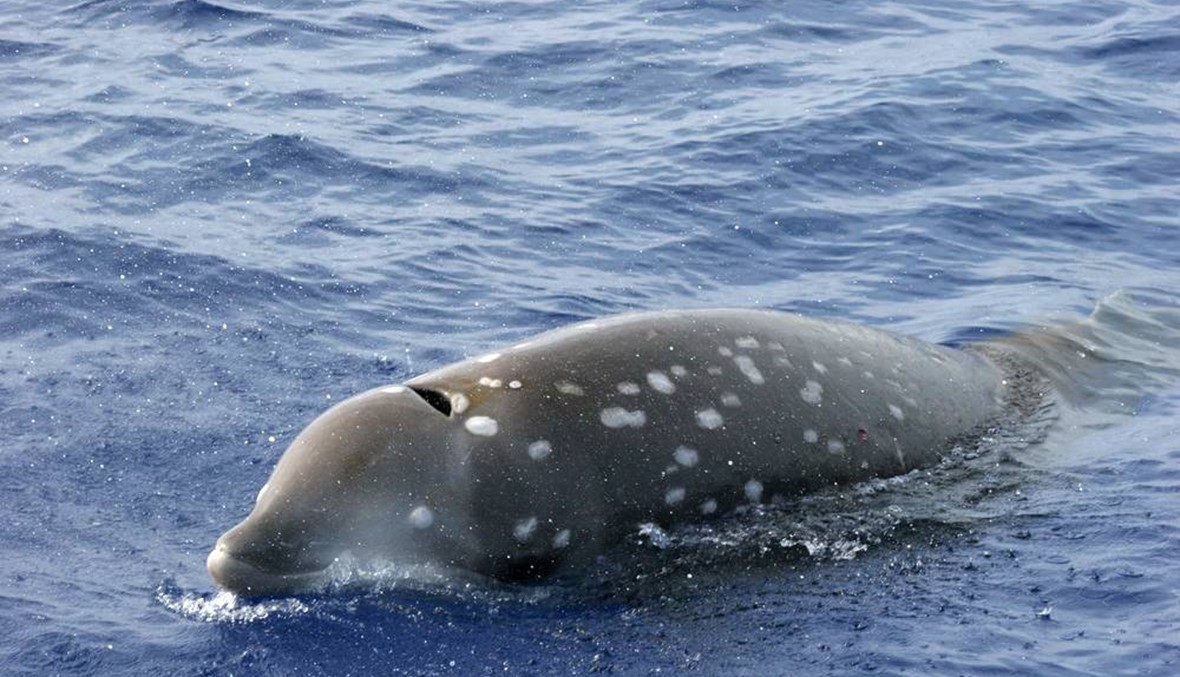 الحوت المنقاري يعبر بحر لبنان